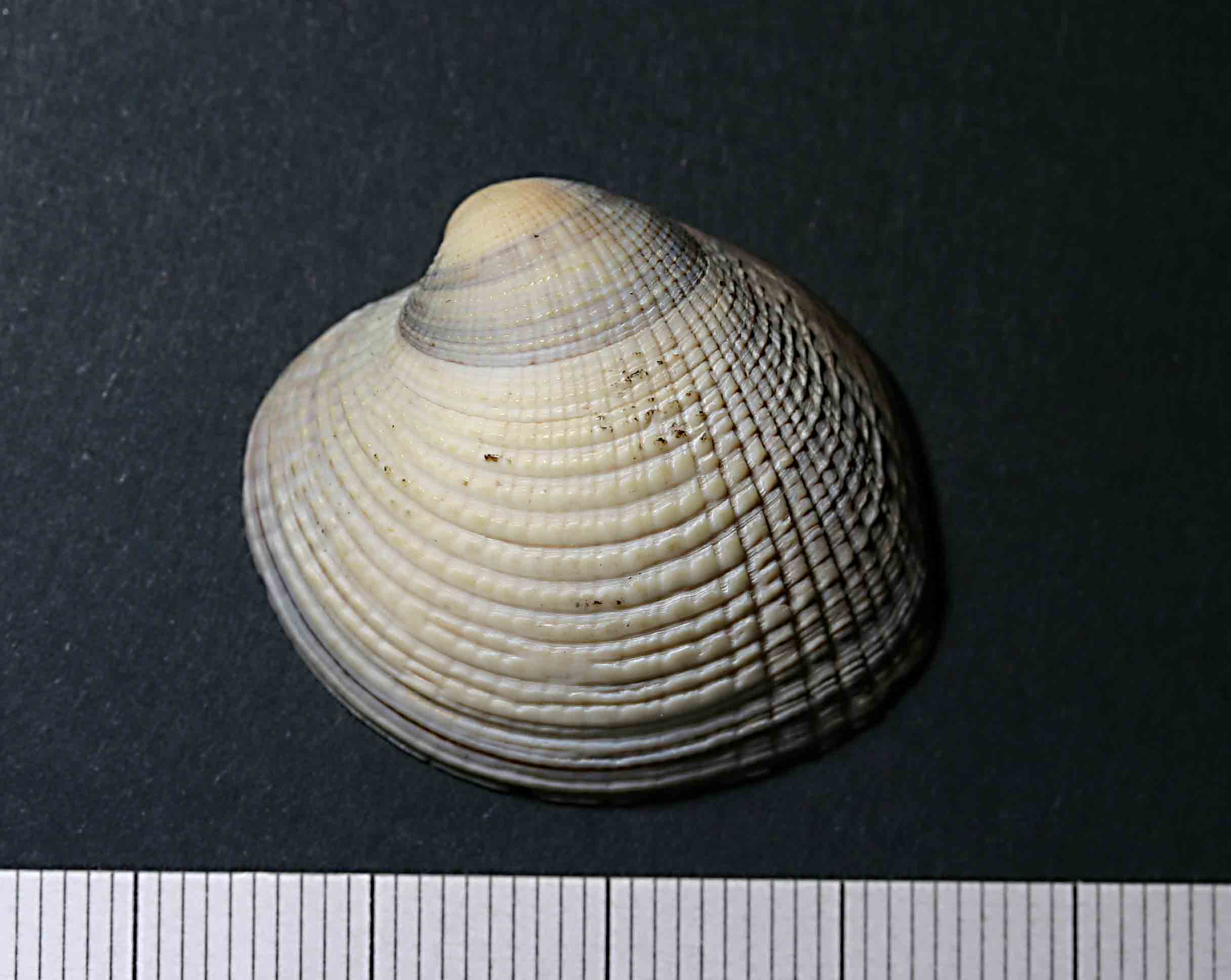 Bivalve forse of-topic